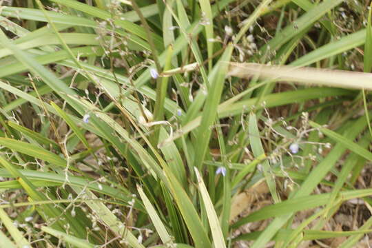 Image of Dianella brevicaulis (Ostenf.) G. W. Carr & P. F. Horsfall