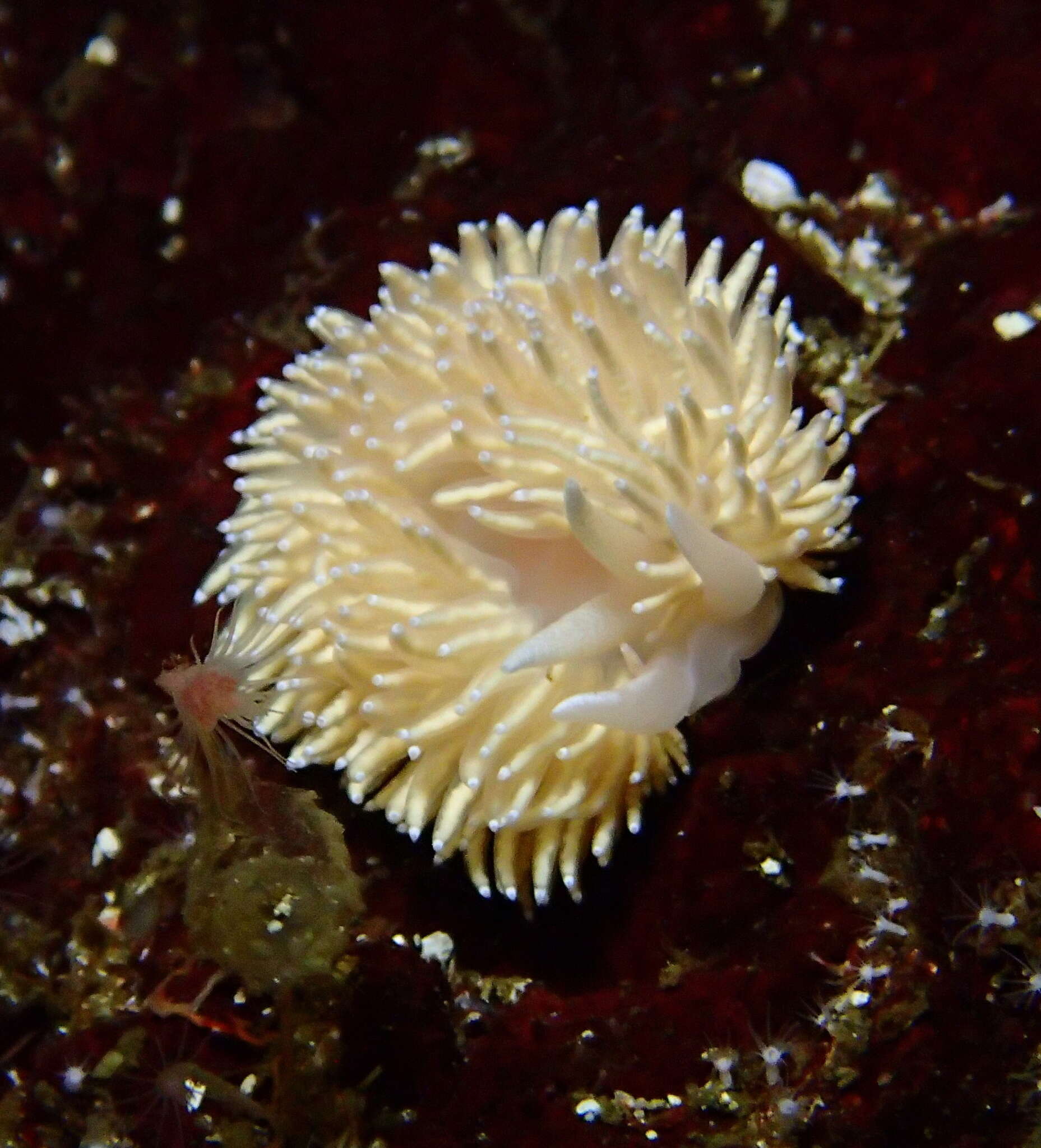 Image of Ziminella japonica (Volodchenko 1941)