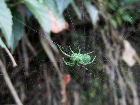 Image of Aoaraneus pentagrammicus