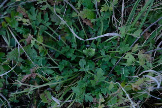 Слика од Ranunculus multifidus Forsk.