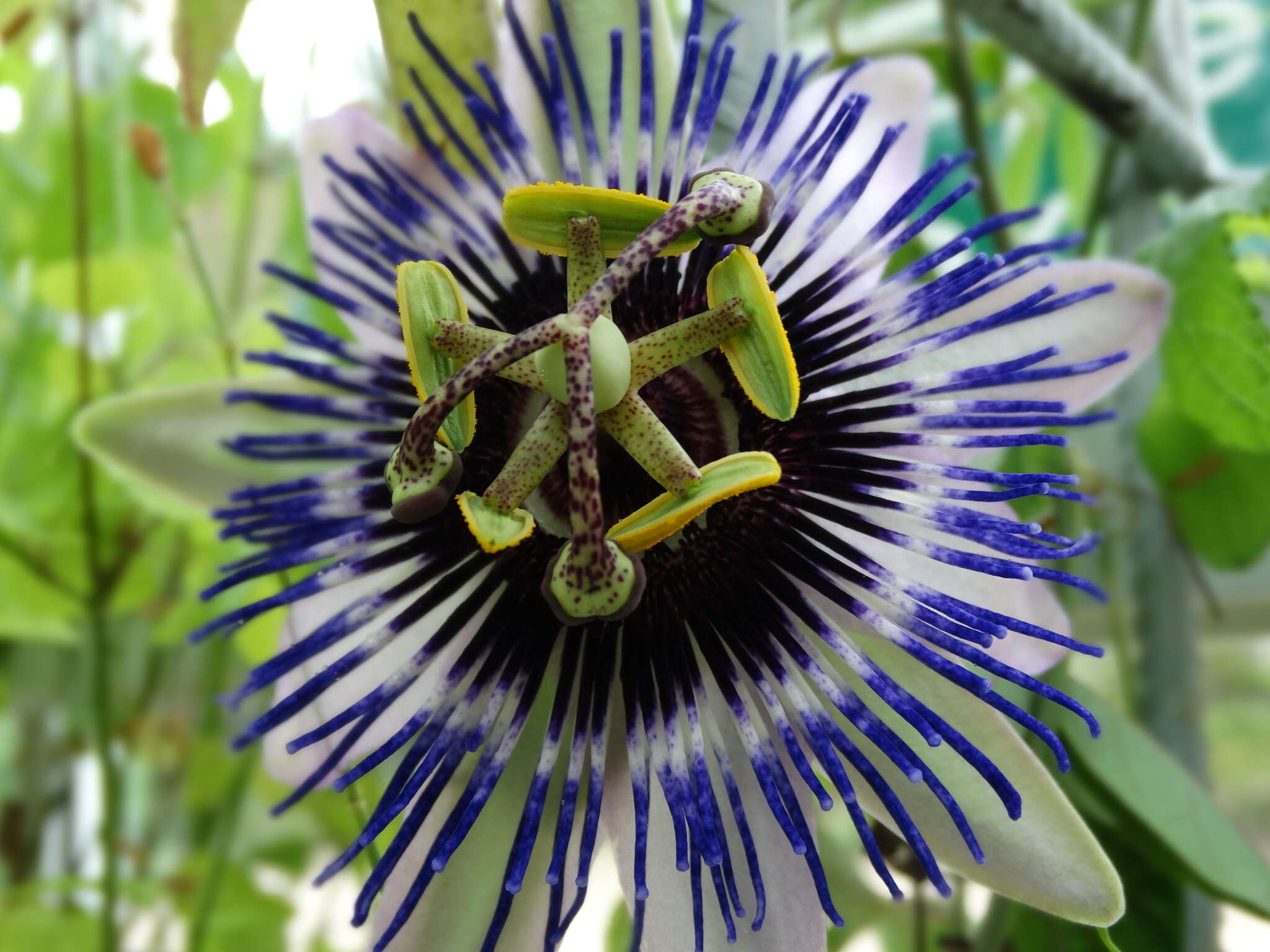 Image of Blue Passion Flower