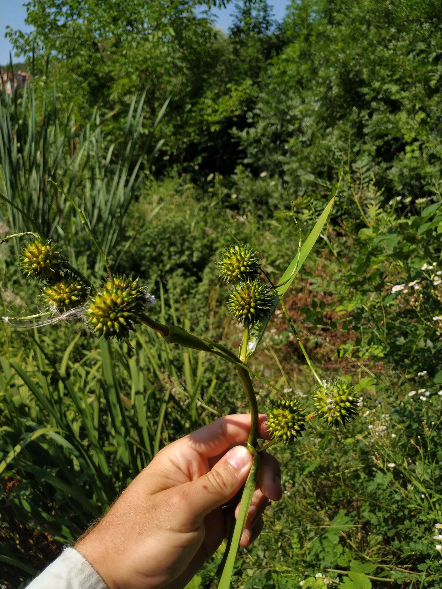 Image de Sparganium erectum subsp. neglectum (Beeby) K. Richt.