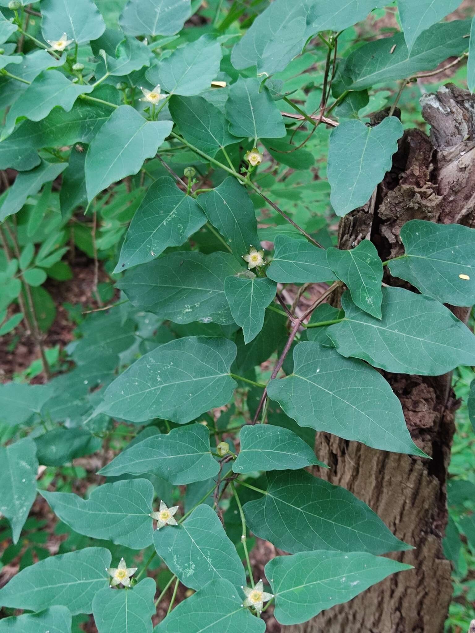 Sivun Matelea ocellata W. D. Stevens kuva