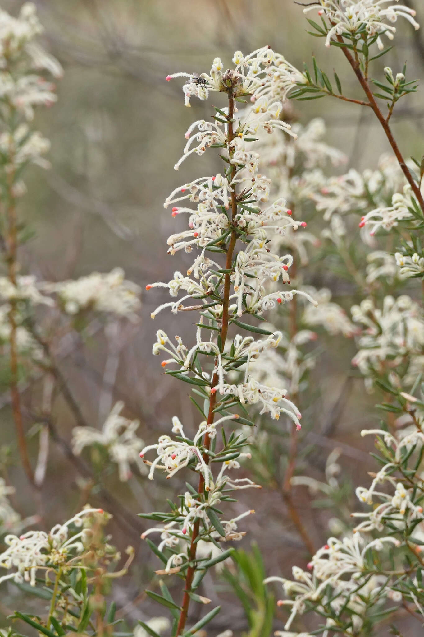 Image of Grevillea pilulifera (Lindl.) Druce