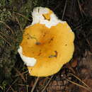 Imagem de Russula lutea