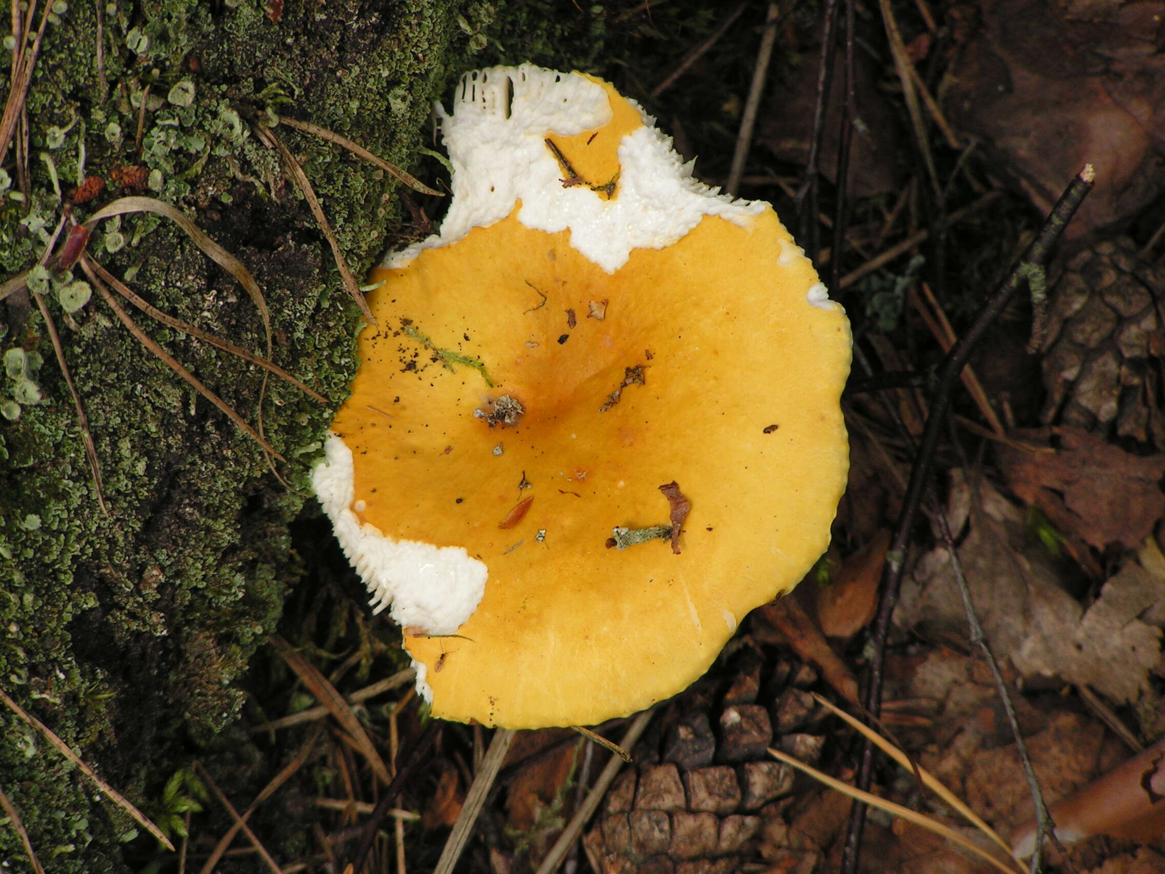 Image of Russula lutea