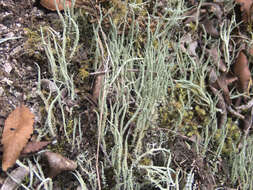 Image of Cladonia darwinii S. Hammer