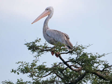 Image of Pink-backed Pelican