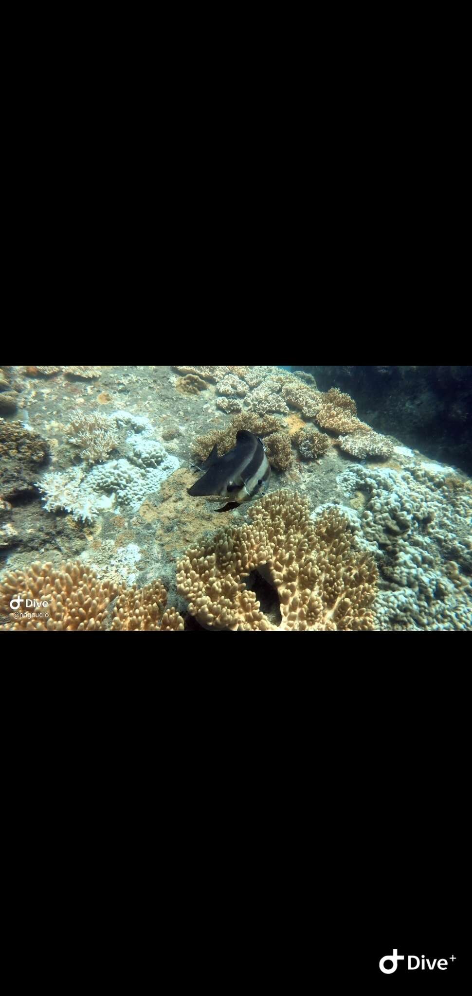 Image of Golden batfish