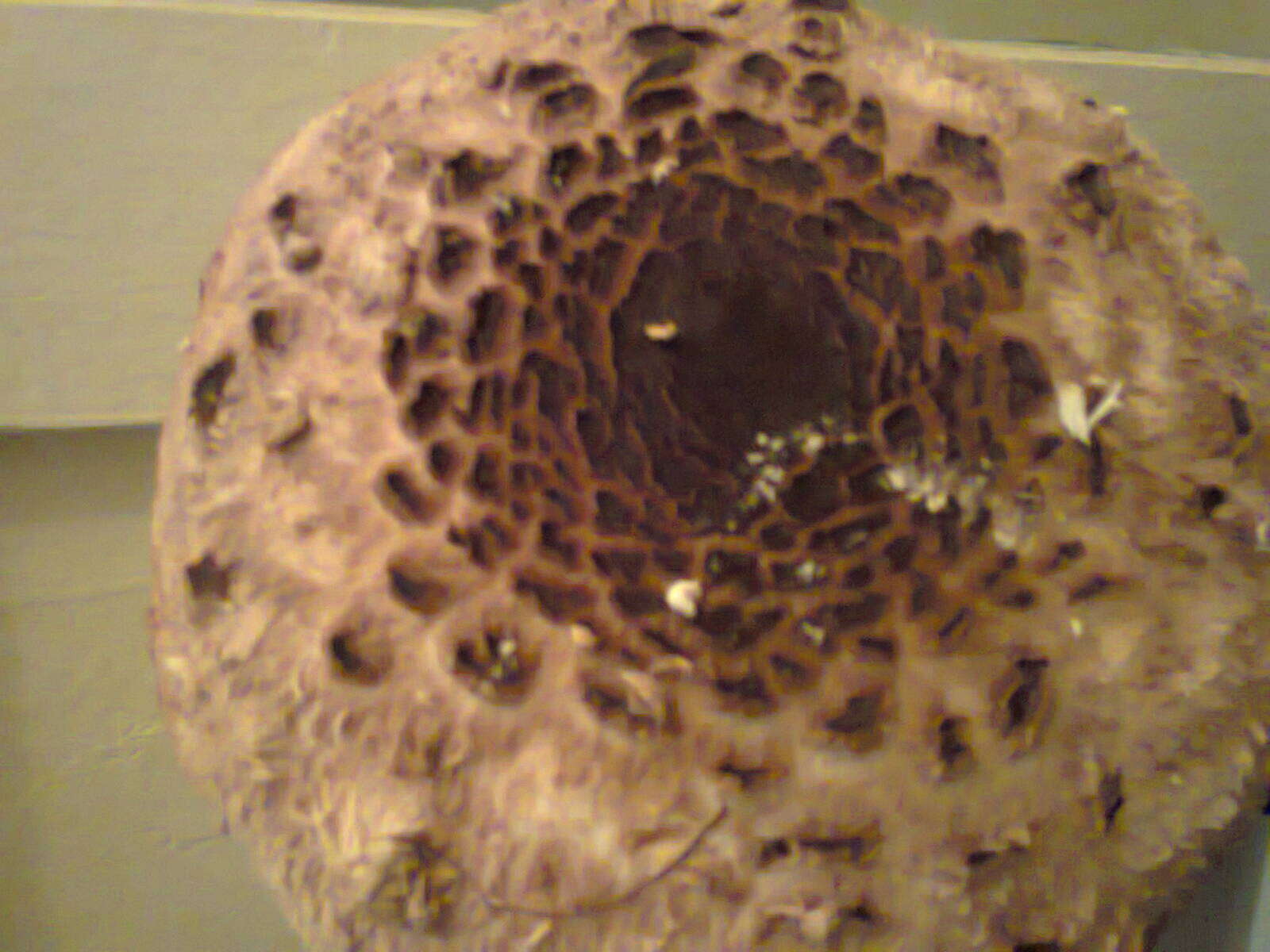 Image of Macrolepiota procera (Scop.) Singer 1948