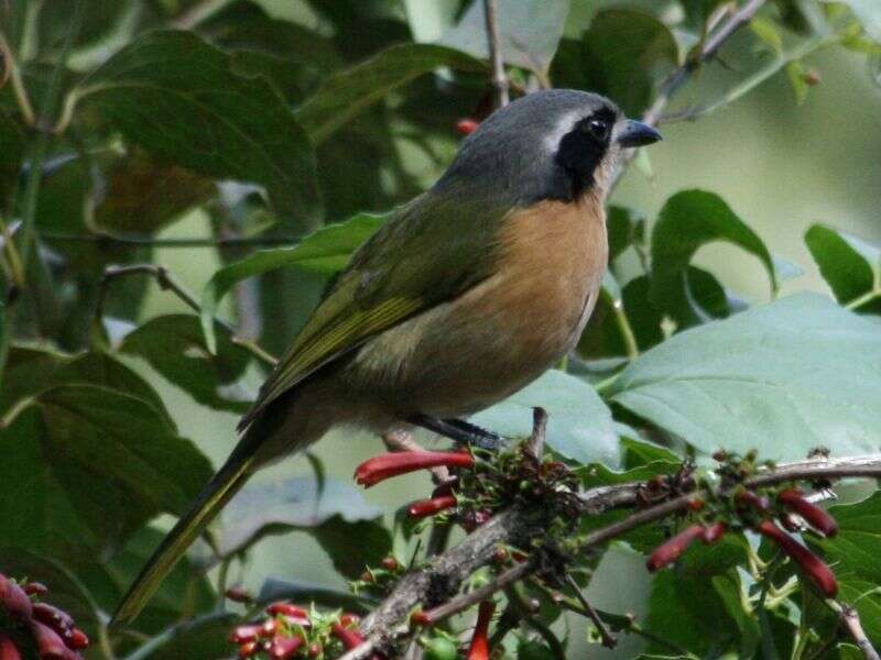 Image of Olive Bushshrike