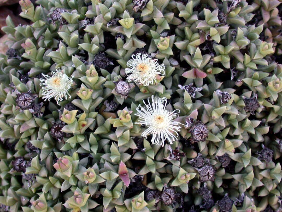 Imagem de Schlechteranthus albiflorus (L. Bol.) Klak