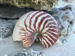 Image of Bellybutton nautilus