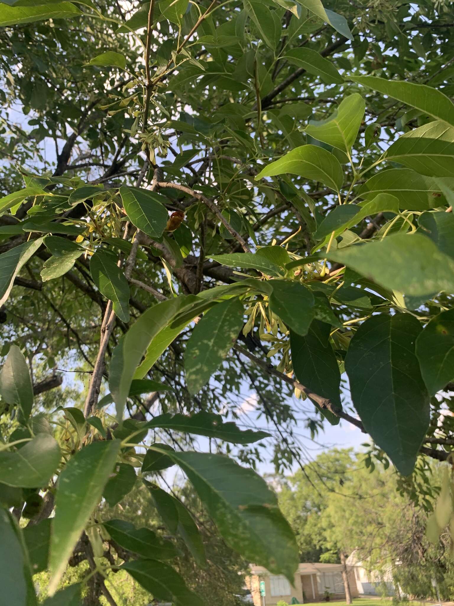 Image of Mexican Ash