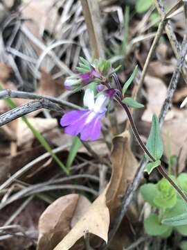 Image of violet blue eyed Mary