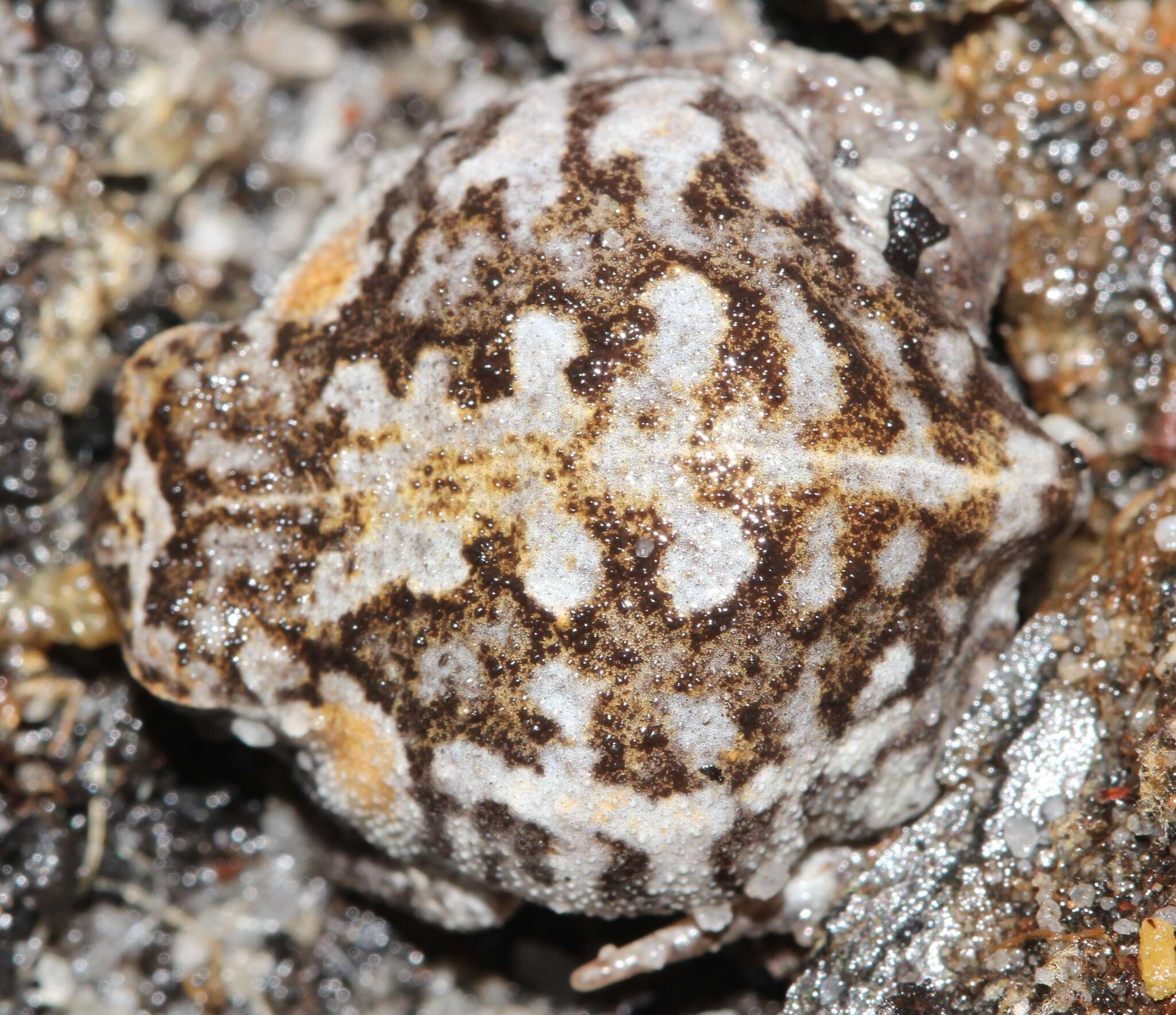 Image of Mountain Rain Frog