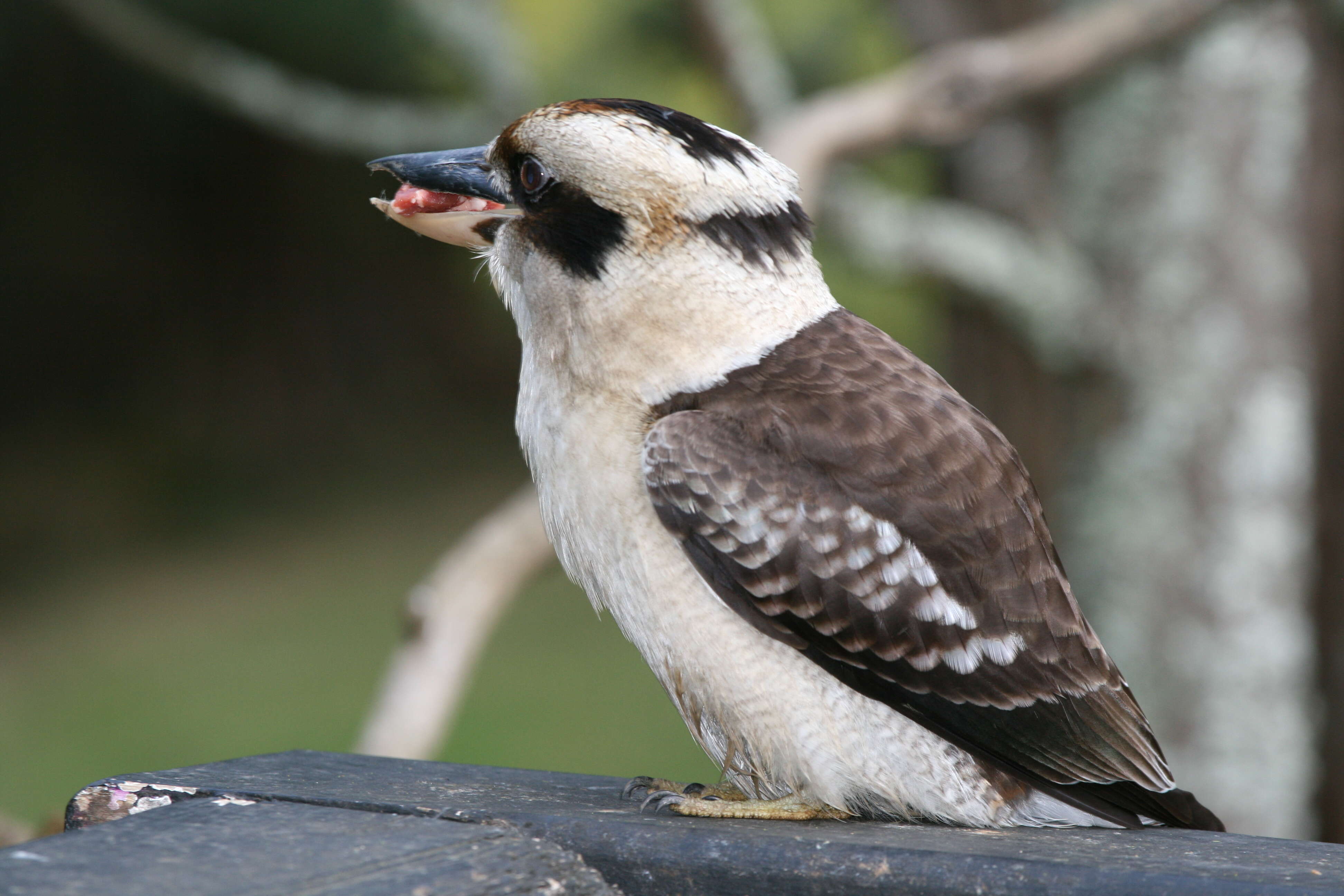 Image of Kookaburra