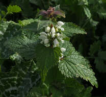 Image of Lamium moschatum Mill.