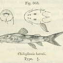 Image of Chiloglanis batesii Boulenger 1904