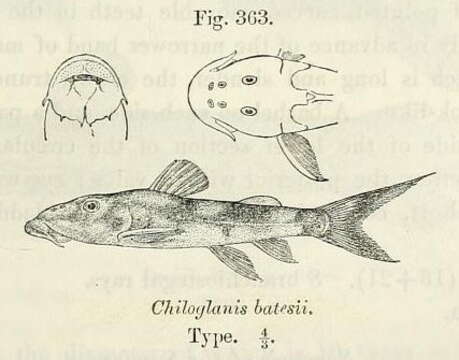 Image of Chiloglanis batesii Boulenger 1904