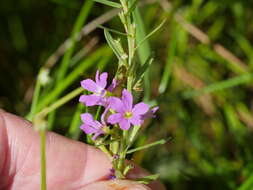 Image of False Grass-poly