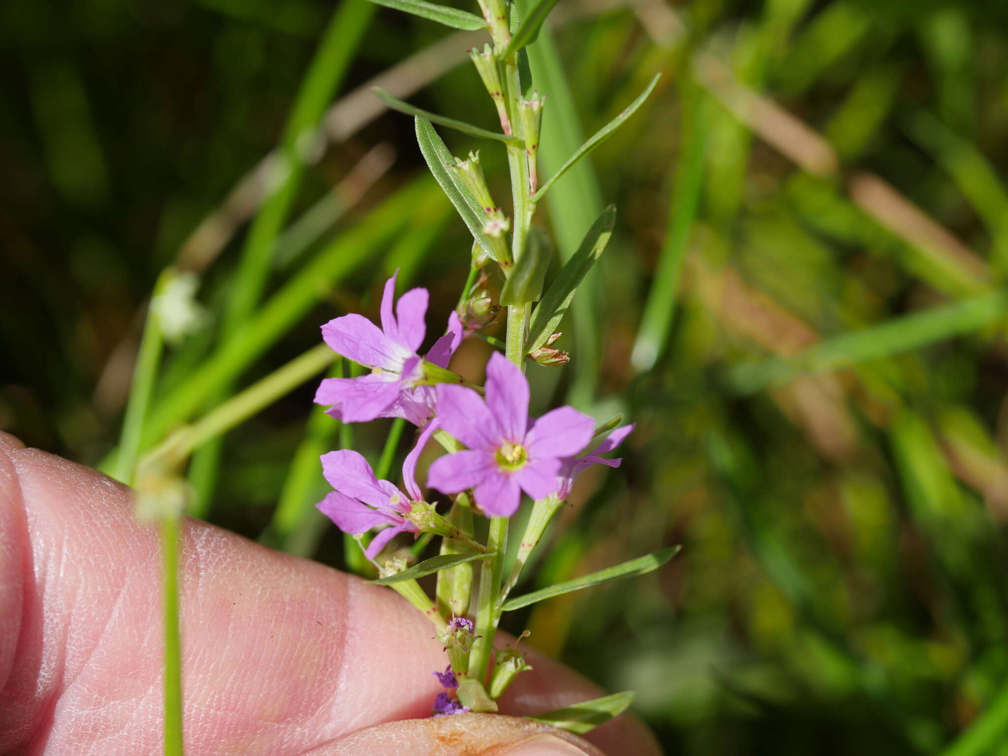 Image of False Grass-poly