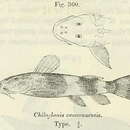 Imagem de Chiloglanis cameronensis Boulenger 1904
