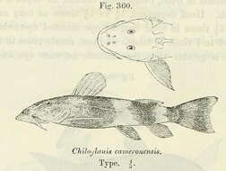 Image of Chiloglanis cameronensis Boulenger 1904