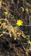 Imagem de Pulicaria paludosa Link