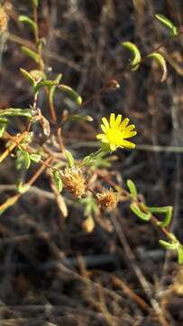 Image of Spanish False Fleabane