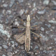 Image of Paraplesius vulgaris (Hsiao 1964)