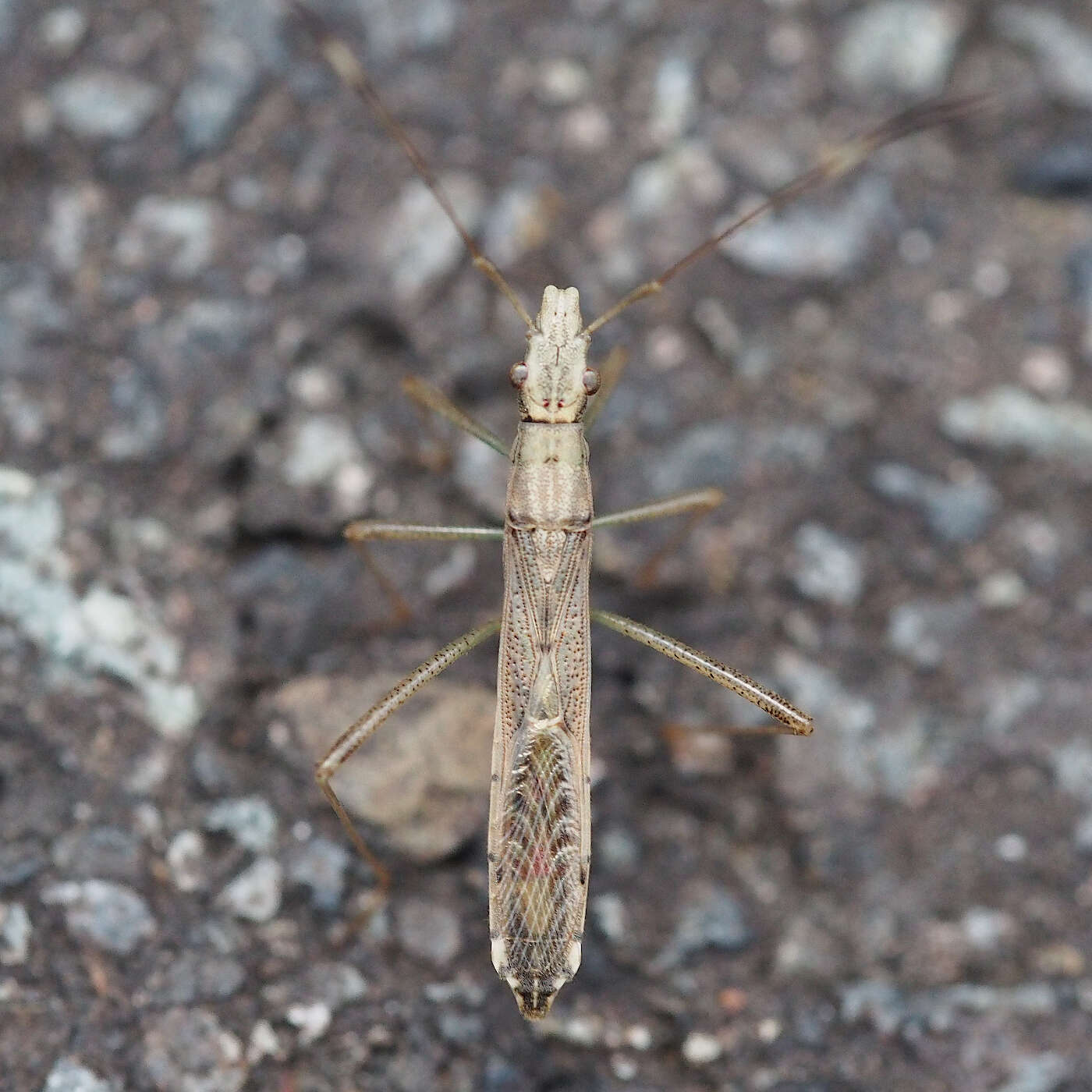 Image of Paraplesius vulgaris (Hsiao 1964)