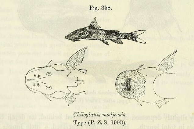 Image of Chiloglanis modjensis Boulenger 1904