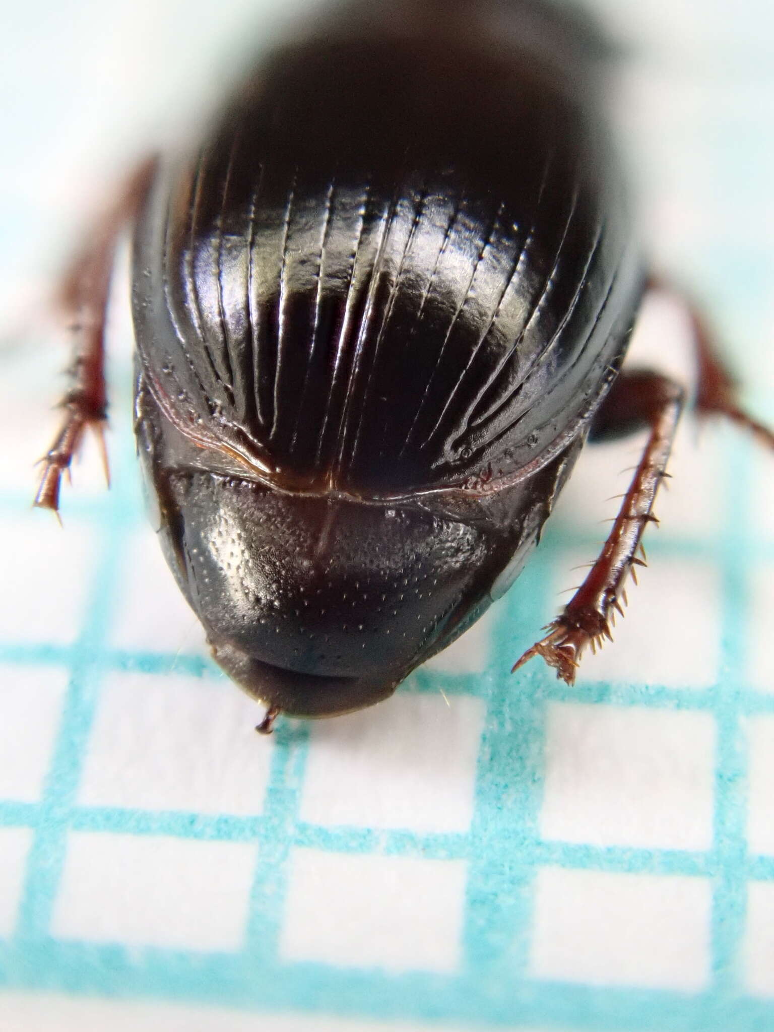 Sivun Harpalus (Harpalus) pumilus Sturm 1818 kuva