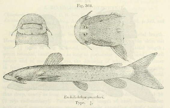 Image of Euchilichthys