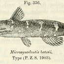 Image of Microsynodontis batesii Boulenger 1903