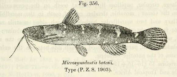 Image of Microsynodontis