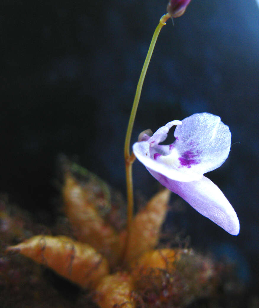 Utricularia benjaminiana Oliv.的圖片