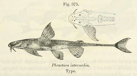 Plancia ëd Phractura