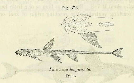 Image of Phractura