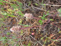 Image of dotseed plantain