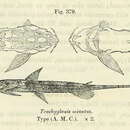 Image of Trachyglanis