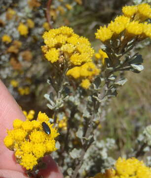 Image de Pentzia dentata (L.) Kuntze