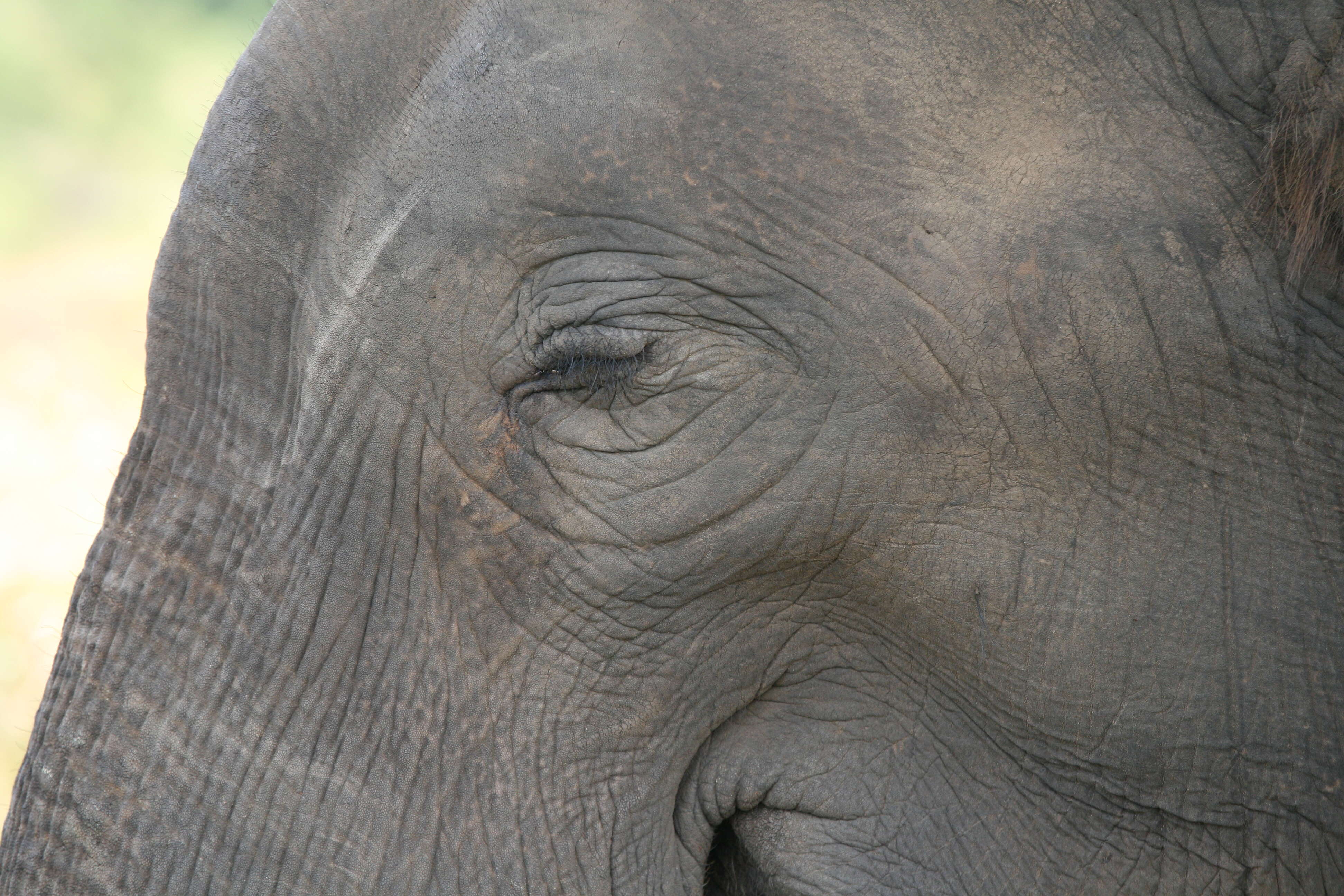 Image of Sri Lankan elephant