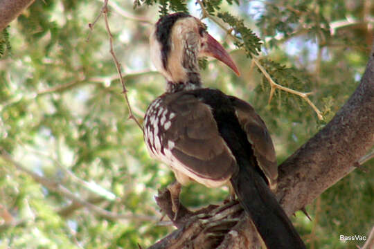 Image of Damara Hornbill