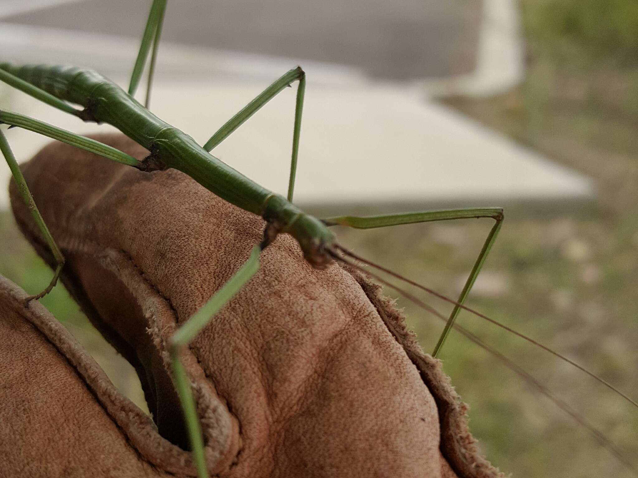 Image of Arizona Walkingstick