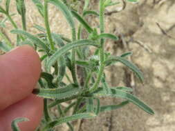 Plancia ëd Cryptantha pterocarya (Torr.) Greene