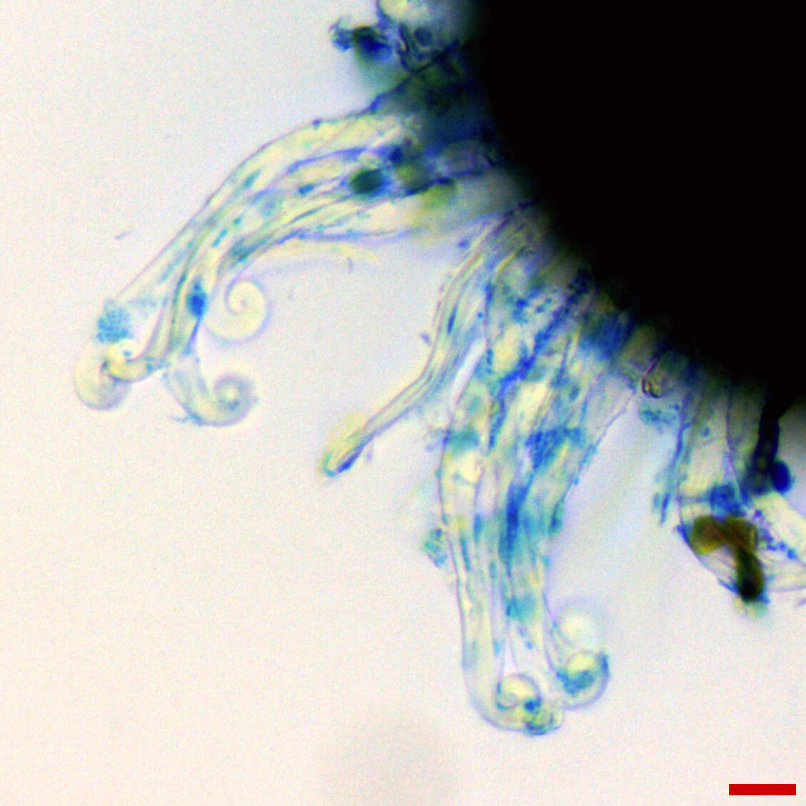 Erysiphe macrospora (Peck) U. Braun & S. Takam. 2000 resmi