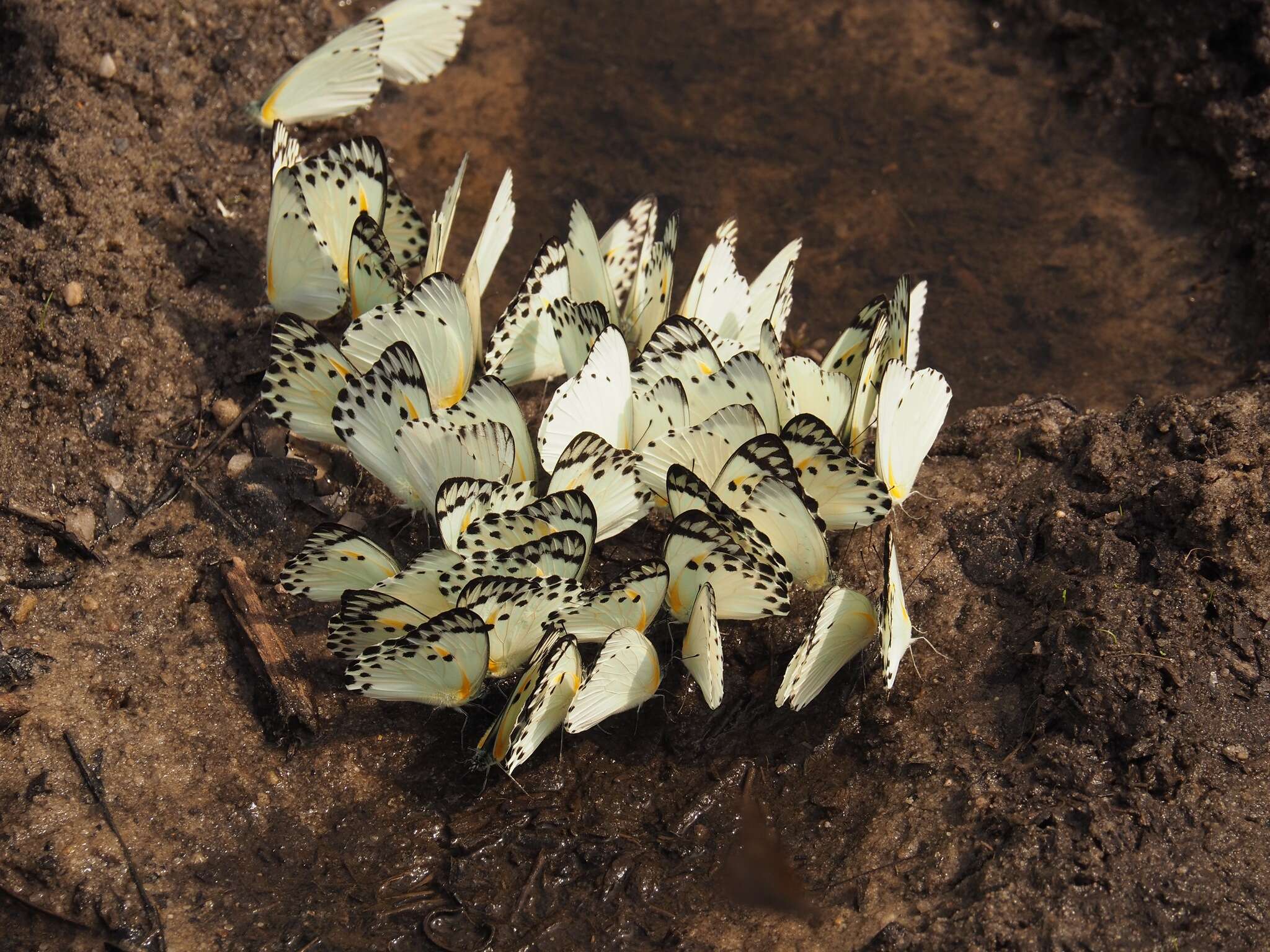 Image of Belenois theora (Doubleday 1846)