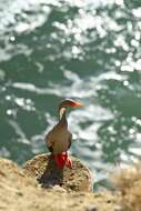 Image of Red-legged Cormorant